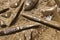 Orthoceras fossils,extinct straight-shelled cephalopods, found in Sahara Desert, Morocco