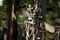 Orthodox crosses brought by pilgrims to the Holy Mount of Grabarka.