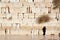 Orthodox Jewish man pray at the Western Wall