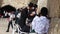 An Orthodox Praying with Passion at the Western Wall in Jerusalem Israel