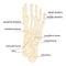 Orthopedic medicine. Human foot bones anatomy sketch .