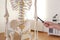 Orthopedist pointing on human skeleton model in clinic