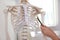 Orthopedist pointing on human skeleton model in clinic