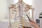 Orthopedist pointing on human skeleton model in clinic