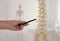 Orthopedist pointing on human spine model in clinic