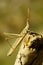 Orthoptera are paurometabolic insects with chewy mouthparts.