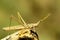 Orthoptera are paurometabolic insects with chewy mouthparts.