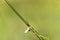 Orthoptera on the stem of a daisy