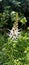 Orthosiphon aristatus floral