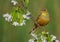 Ortolan Bunting - Emberiza hortulana - male