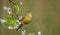 Ortolan Bunting - Emberiza hortulana - male