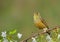 Ortolan Bunting - Emberiza hortulana - male