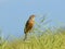 Ortolan bunting Emberiza hortulana in a rape field