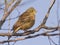 Ortolan Bunting male sitting on a branch.