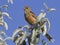 Ortolan Bunting male sitting on a tree branch.