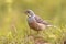 Ortolan Bunting Perched in Grass