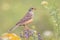 Ortolan Bunting Perched in Stone