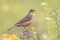 Ortolan Bunting Perched in Stone