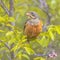 Ortolan Bunting Perched in Tree