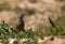 Ortolan Looking Right (Emberiza hortulana)