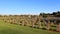 Ortona, Italy â€“ Moro River Canadian War Cemetery.