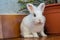 Oryctolagus cuniculus small white rabbit