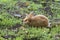 Oryctolagus - Rabbit runs wild in the garden