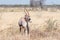 Oryx, also called gemsbok, with a deformed horn