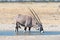 Oryx, also called gemsbok, drinking water at a waterhole