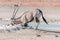 Oryx, also called gemsbok, kneeling to drink water