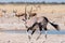 Oryx, also called gemsbok, running water at a waterhole