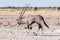 Oryx, also called gemsbok, walking