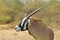 Oryx Antelope - African Wildlife Background - Pose of Bull