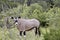 Oryx antelope in bush near Etosha Pan, Namibia, Africa