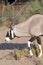 Oryx antelope closeup