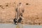 Oryx antelope drinks at the waterhole in northern Namibia