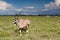 Oryx antelope at Etosha National Park