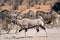 An oryx antelope in front of a group of zebras