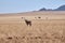 Oryx antelope or gemsbock in Namibian Savanna, Africa