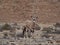 Oryx antelope Gemsbok grazing in Hoanib ephemeral river bed
