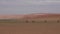 Oryx antelope graze at Sossusvlei savanna, background red dunes