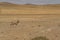 Oryx or antelope with long horns in the Namib Desert, Namibia