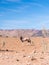 Oryx antelope in Namib Desert, Namibia, Africa.