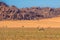 Oryx antelope in Namib-Naukluft national park, Namibia