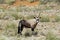 Oryx antelope in Namibia, Africa