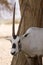 Oryx antelope portrait