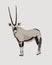 Oryx antelope vector illustration. Gemsbok with long straight horns and dark markings. Desert animal  conservation