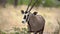 Oryx antelope in the wild. Safari in Africa, African savannah wildlife.