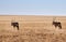 Oryx antelopes cross the vast savannah in Namibia