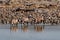 Oryx antelopes drinking at a waterhole in Etosha Park in Namibia